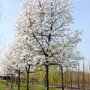Magnolia loebneri ‘Leonard Messel’